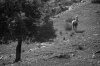 Tree and Horse Tree and Horse