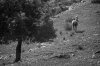 Tree and Horse Tree and Horse
