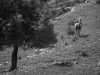 Tree and Horse - Carmel, 1976