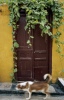 Dog and door Dog and door