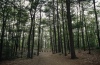 Forest - Walden Pond,1992