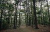 Forest Forest