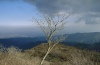 Tree Tree