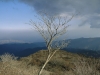 Tree - Hakone, 1995