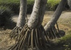 Tree trunks Tree trunks
