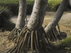 Tree trunks - Herzlia, 2003