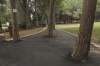 Path and trees