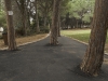 Path and trees - Technion, 2010