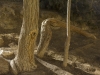 Trees - Nachal Zin, 2010