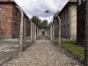 Fence - Auschwitz, 2013