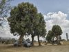 Trees
