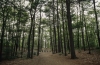 Forest - Walden Pond,1992