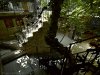 Figtree and stairway