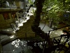 Figtree and stairway - Tzfat, 2012