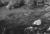 Stream