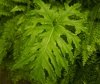 Leaf