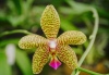 Orchid