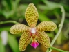 Orchid - Kibbutz Maale Hachamisha, 1985