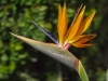 Strelitzia - Herzlia, 2001