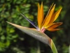Strelitzia