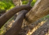 Tree trunks