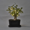 Pot plant
