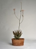 Pot plant