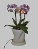 Pot plant