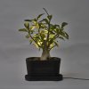Pot plant