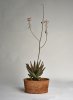 Pot plant